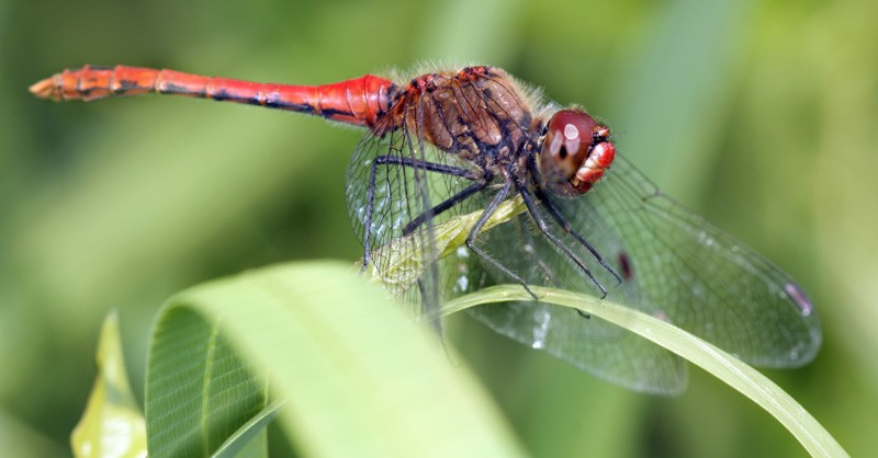 dragonfly_25.jpg