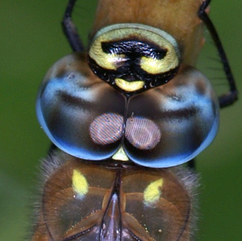 dragonfly_eye.jpg