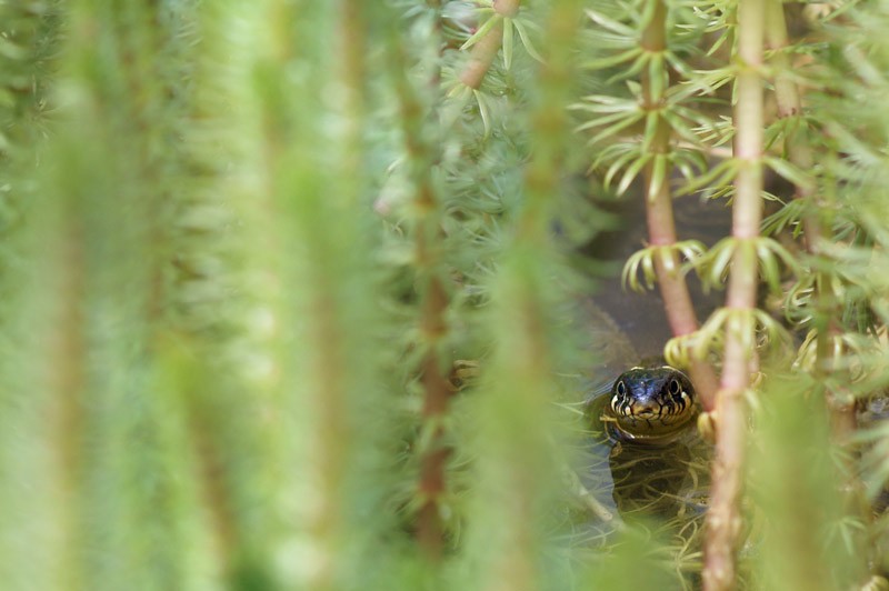 grass_snake_02.jpg