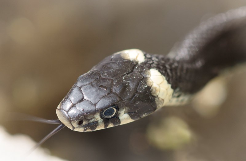 grass_snake_03.jpg