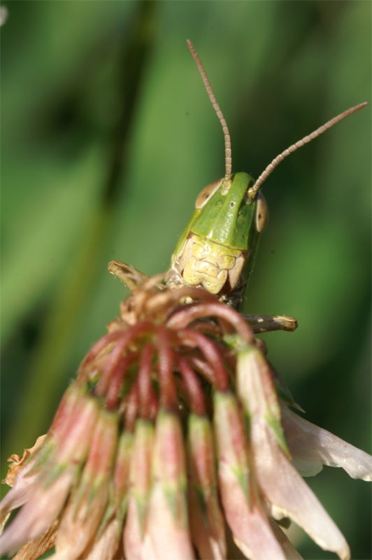 grasshopper1.jpg