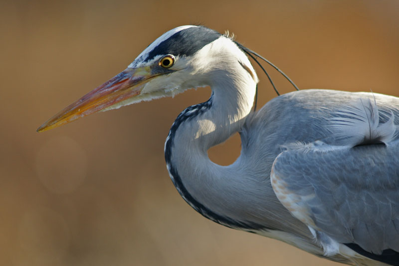 heron_04.jpg