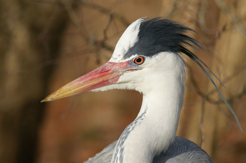 heron_06.jpg