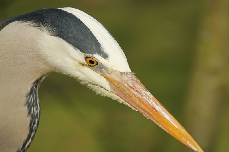 heron_08.jpg