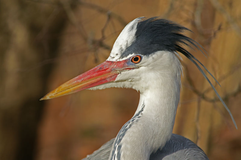 heron_09.jpg