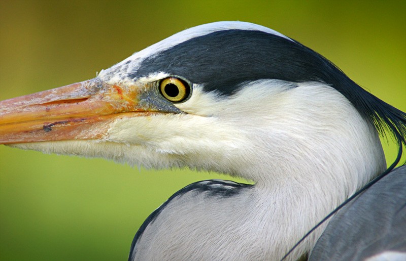 heron_12.jpg