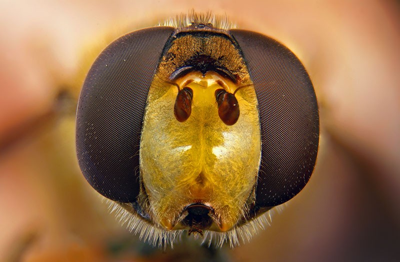 hoverflyheada.jpg