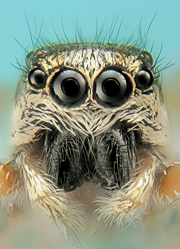 jumping_spider_01.jpg