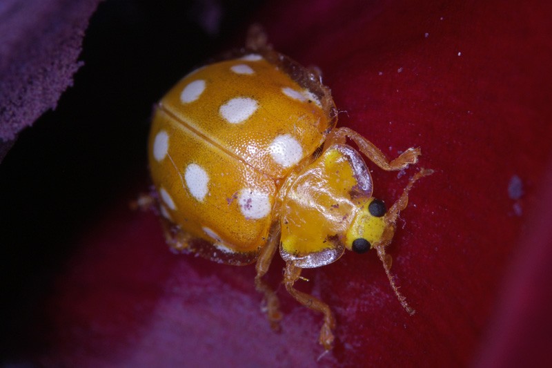 ladybird_05.jpg