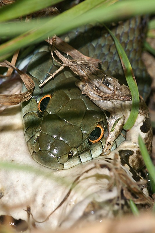 natrix_sp_01.jpg