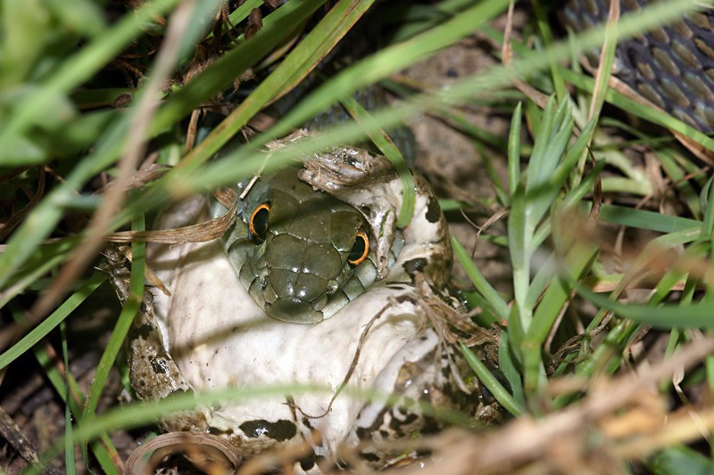 natrix_sp_02.jpg