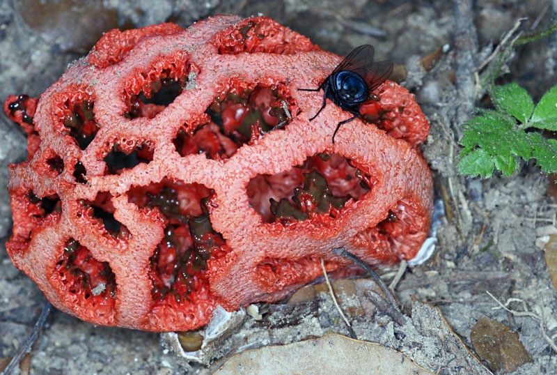 odd_fungus.jpg