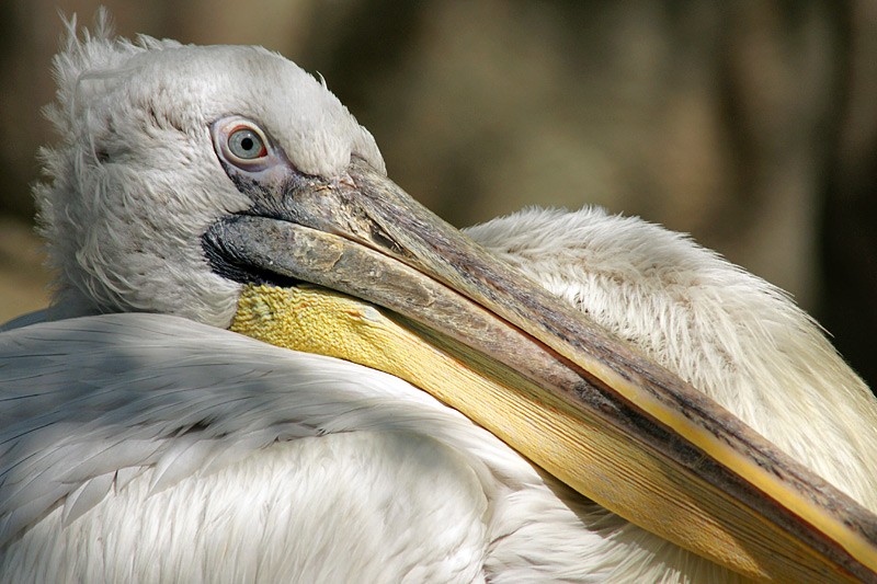 pelican_03.jpg