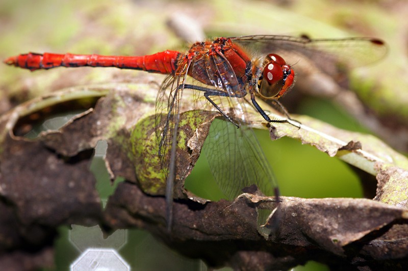 red_dragonfly_01.jpg