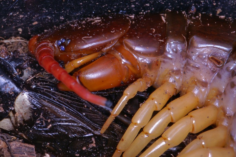 scolopendra.jpg