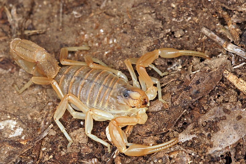 scorpion_01.jpg