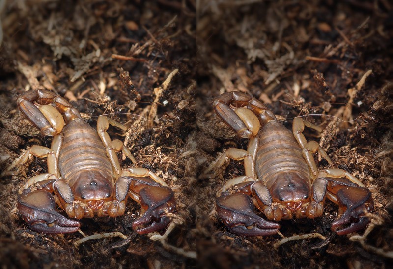 scorpion_stereo_800_02b.jpg