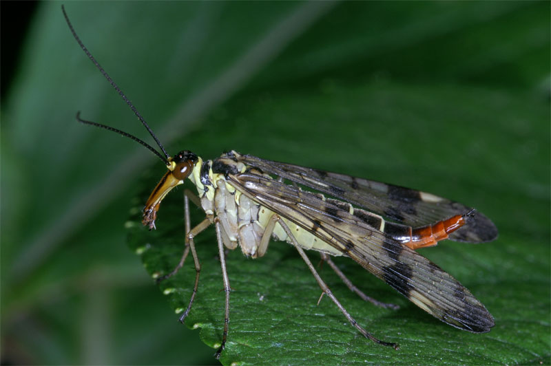 scorpionfly_10.jpg