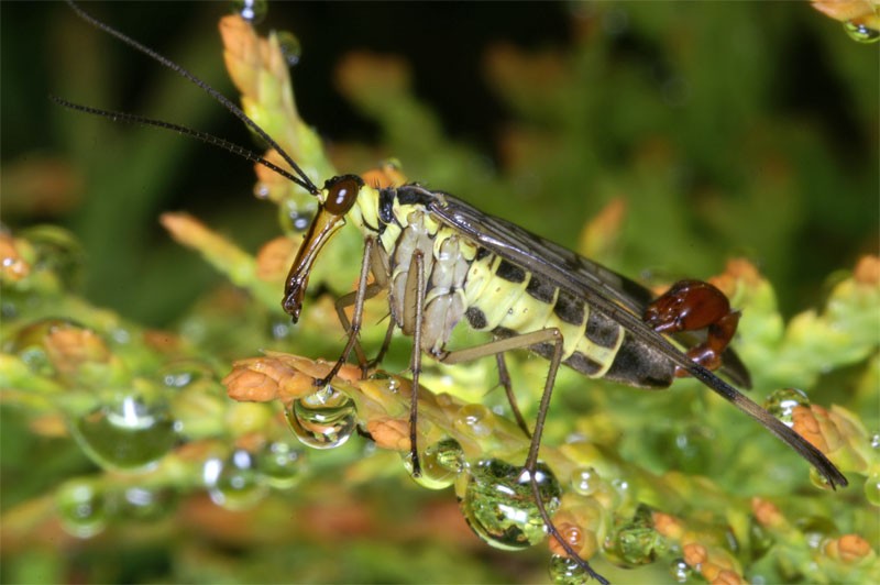 scorpionfly_11.jpg