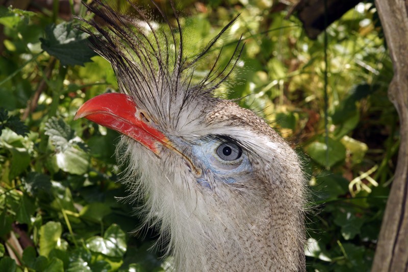 secretary_bird_03.jpg