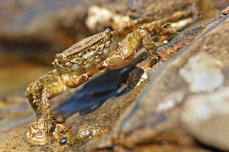 shore_crab_01.jpg