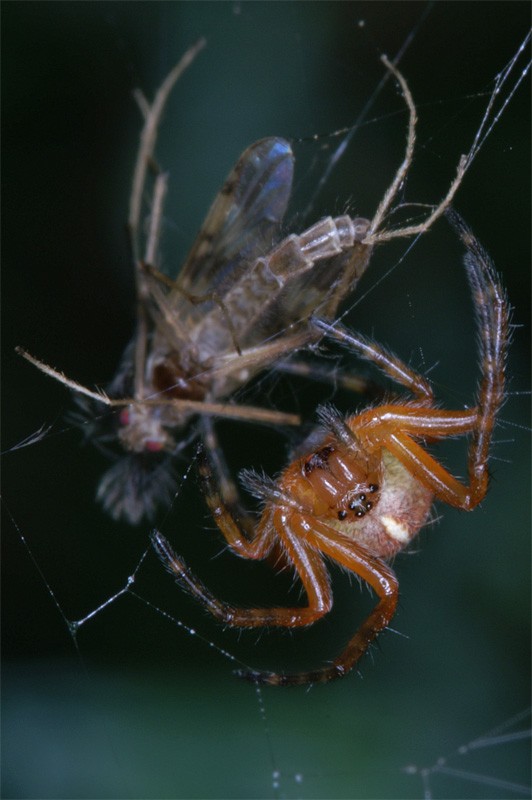 spider_dinner_01.jpg