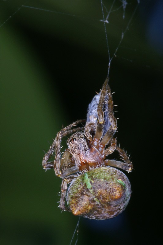 spider_dinner_02.jpg