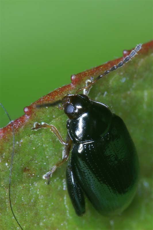 spring_beetle_02.jpg