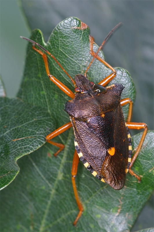 stink_bug_02.jpg