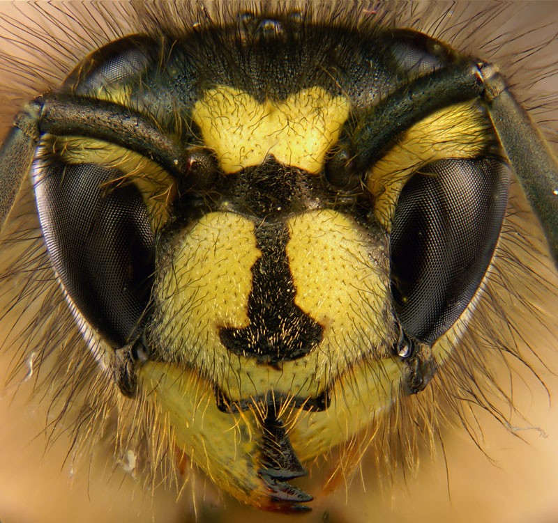 wasp_08a.jpg