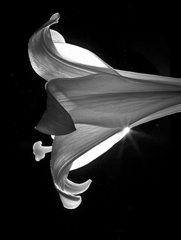 lily6231bw.jpg