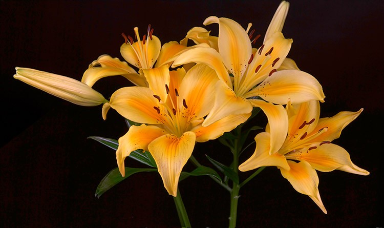 lily6598x5.jpg