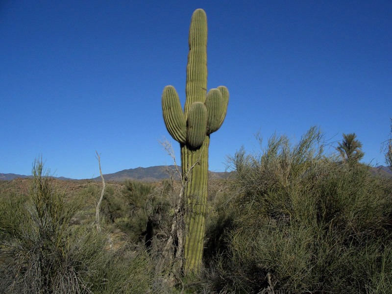 Cactus4.jpg