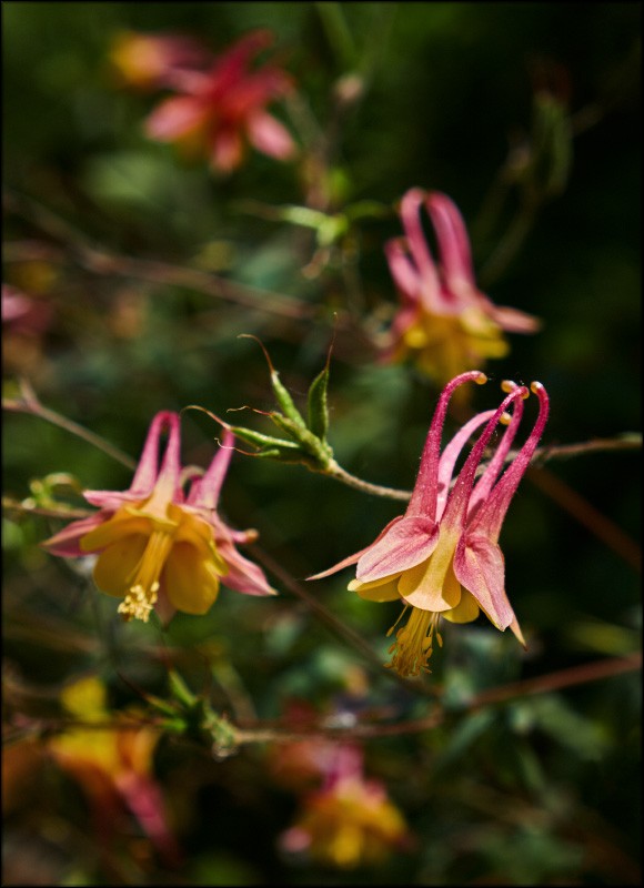 columbine-jpg.140325