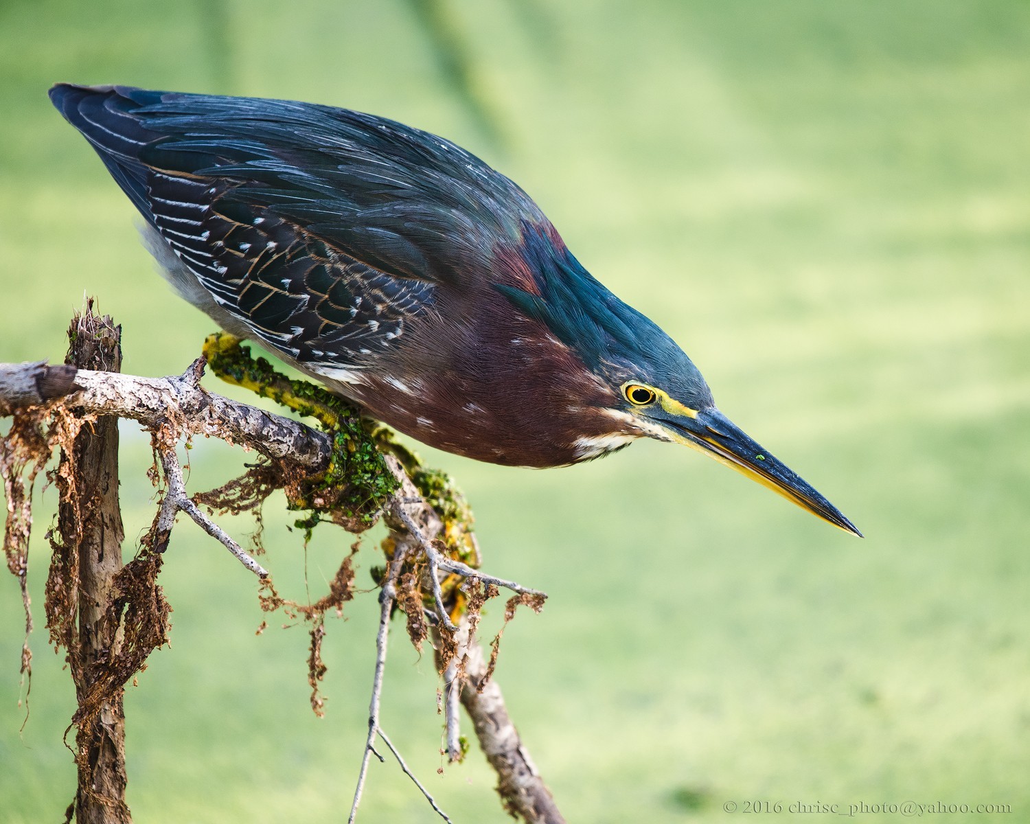 green-heron-jpg.132097