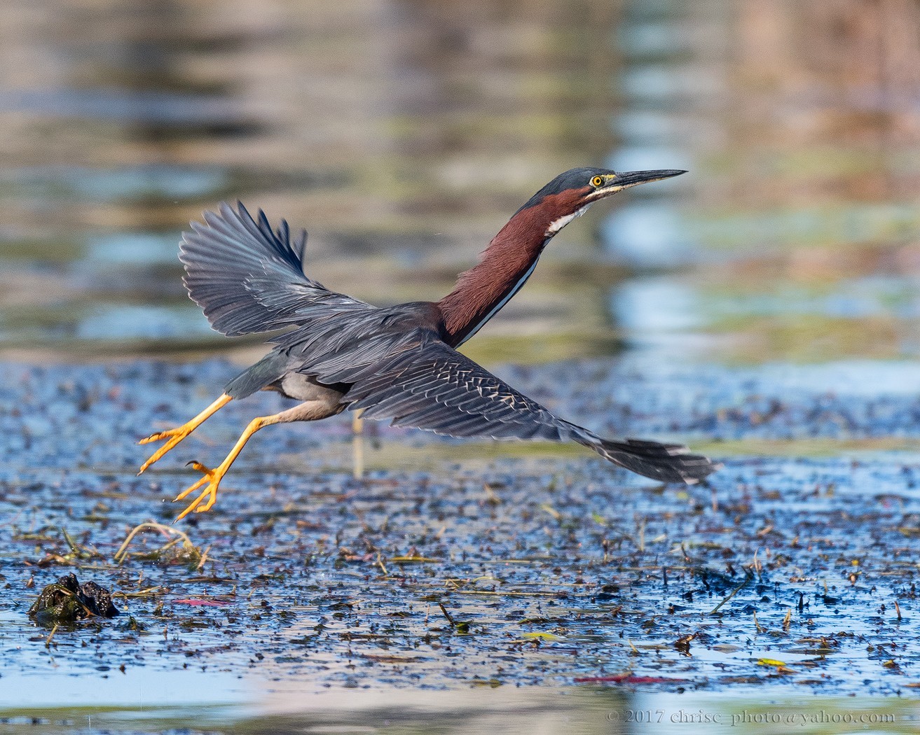 green-heron-launch-jpg.139181