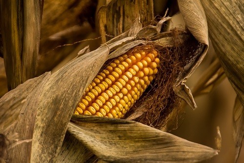 harvest-hues-jpg.129740