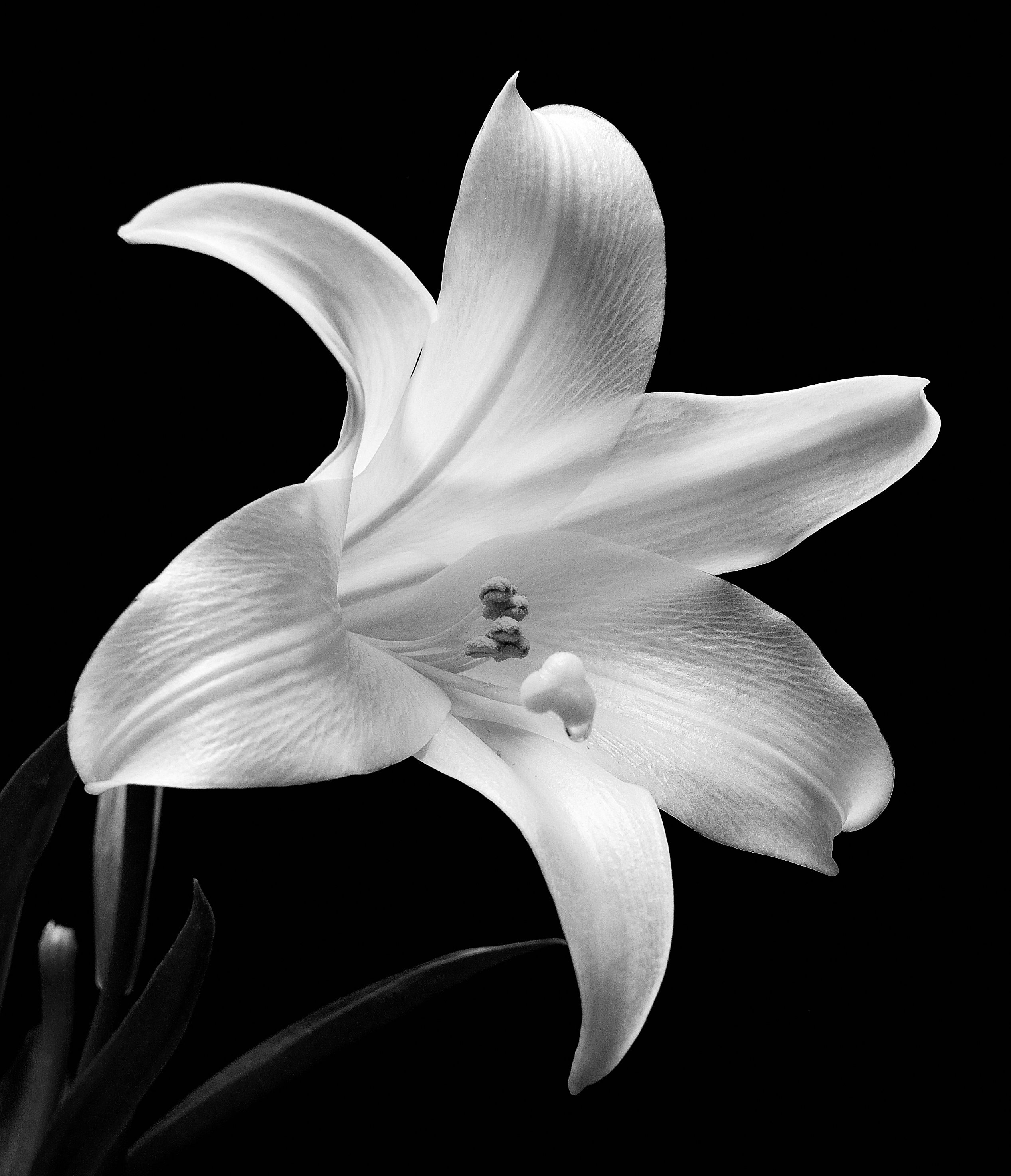 lilly-bwapx100-jpg.119206