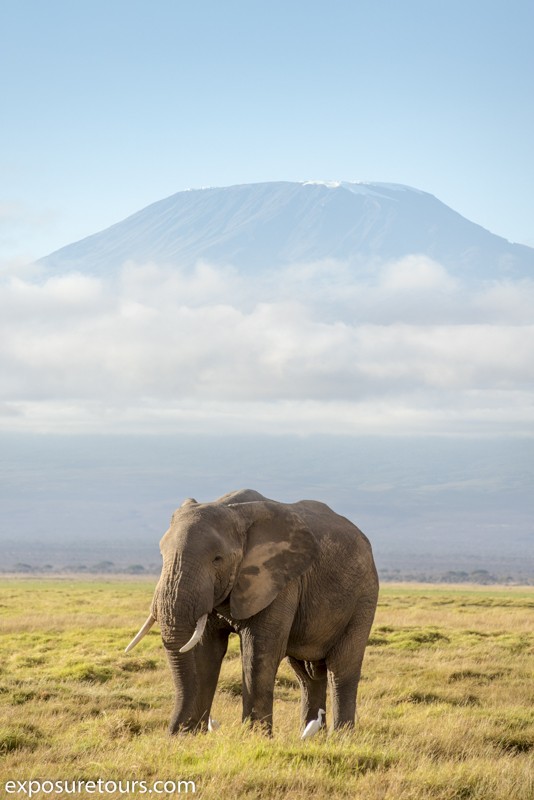 photo-safari-elephant-mountain-jpg.93726