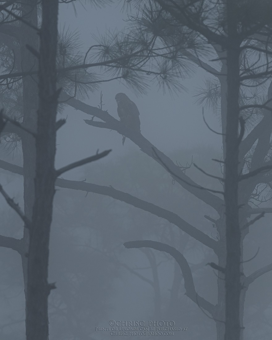 the-owl-and-the-fog-jpg.97441