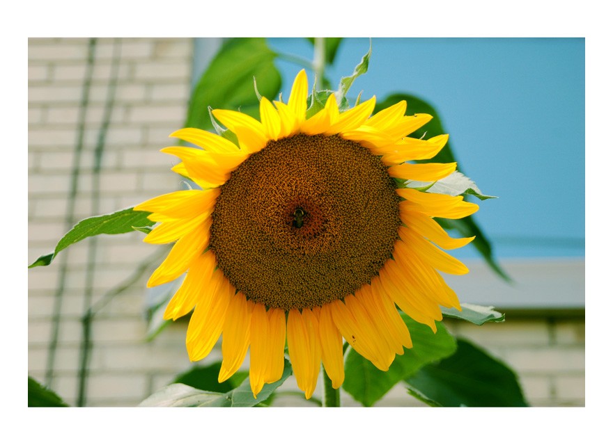 sunflower.jpg