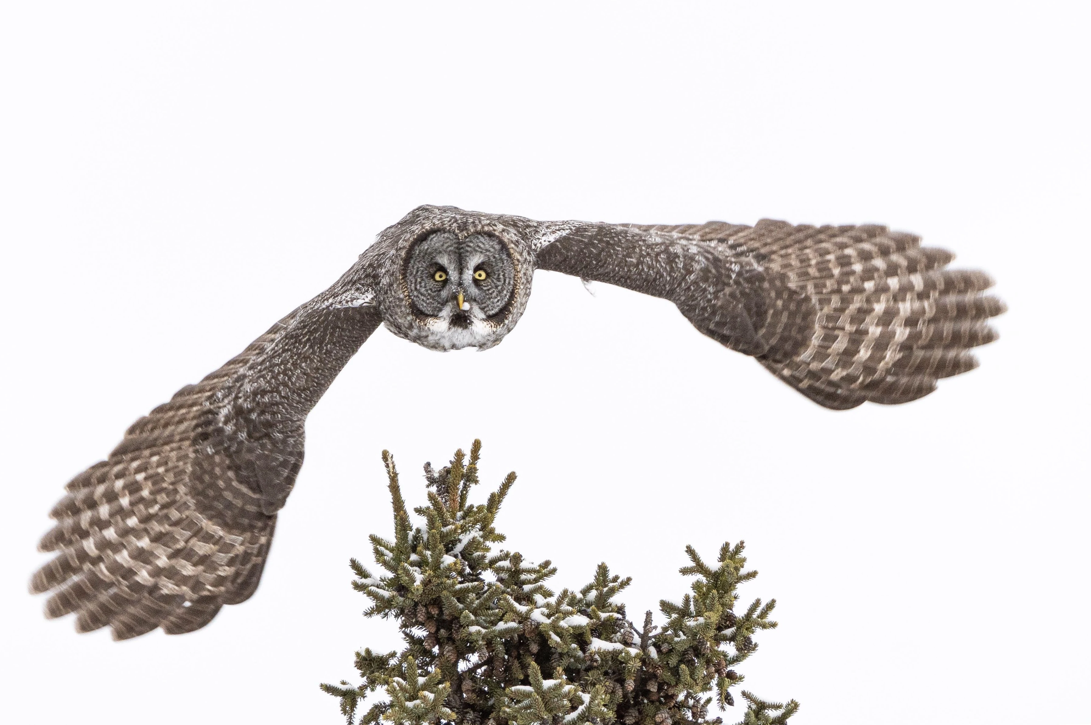 20200307_Great Gray Owl_018_Original.webp