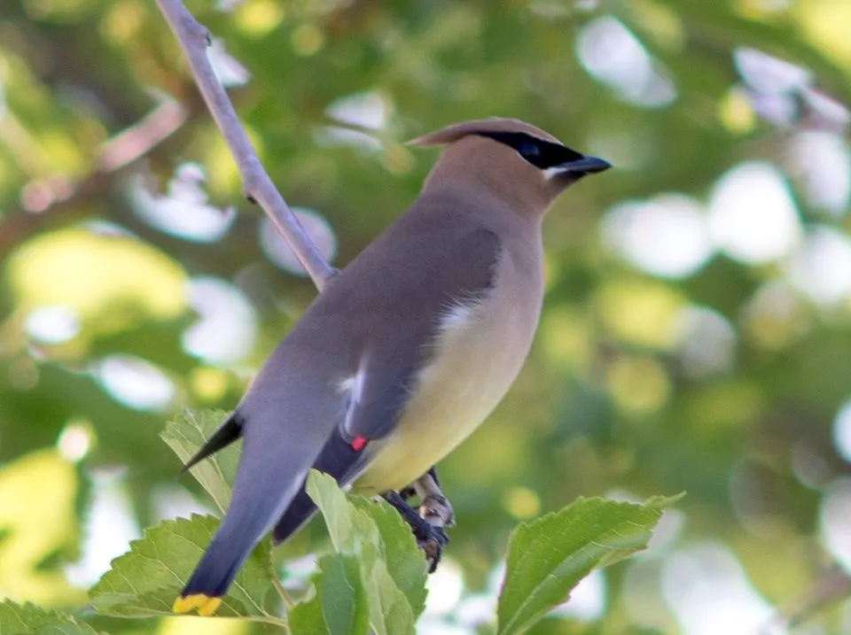 bird.webp