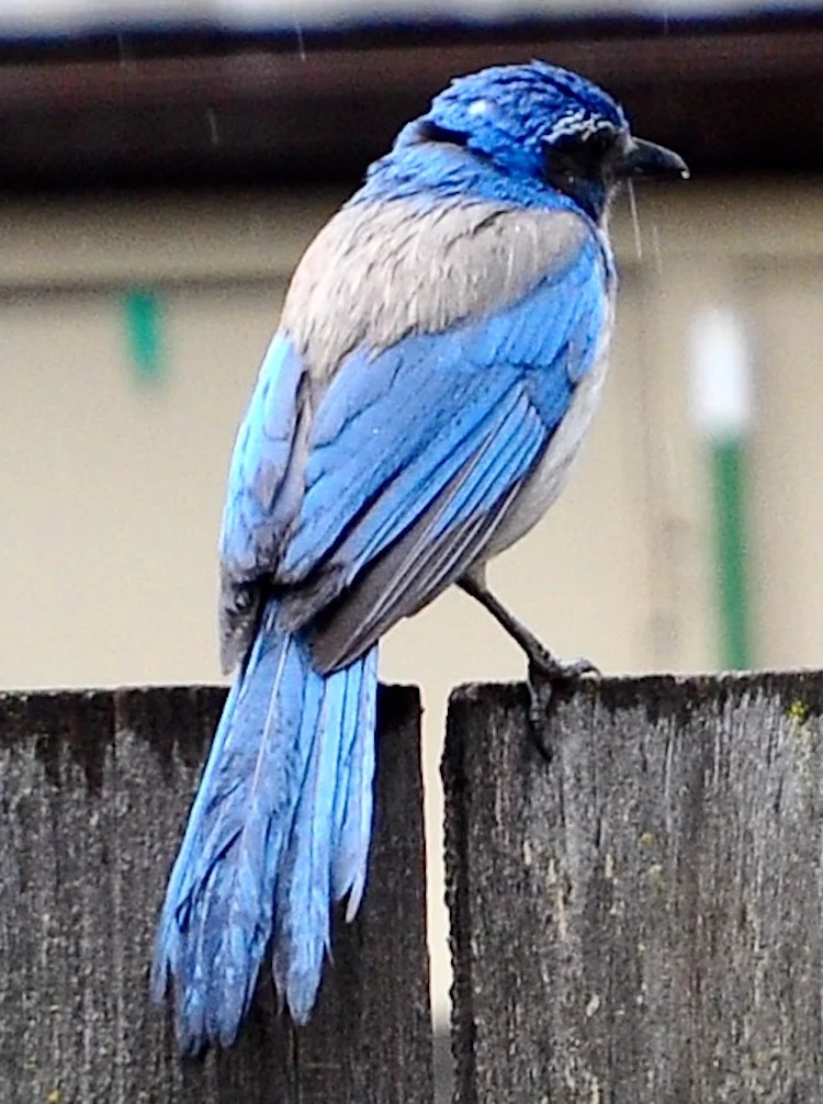 Blue Bird (2).webp