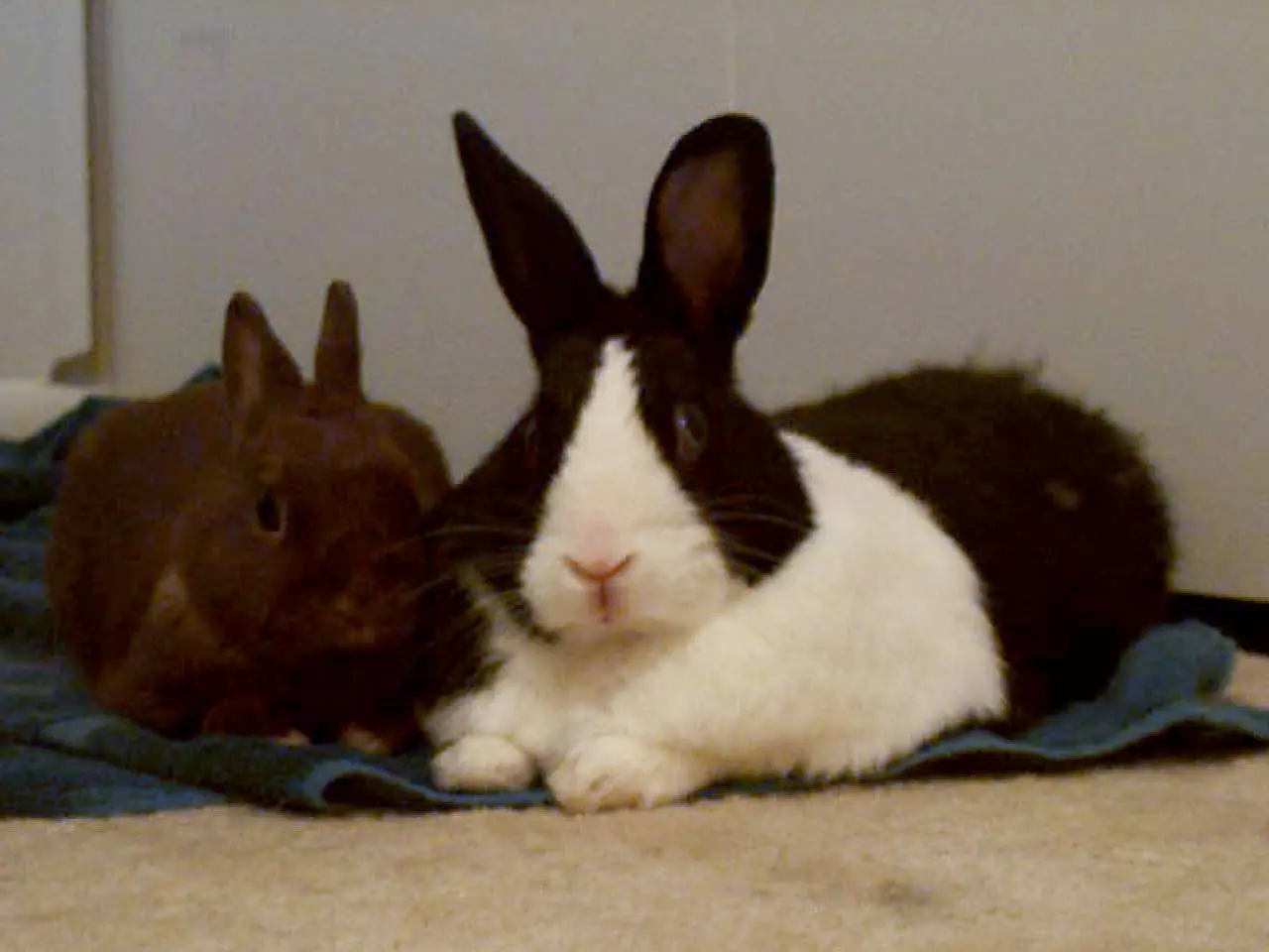 BUNNIES2.webp