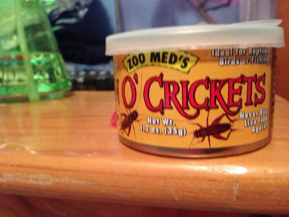 crickets.webp