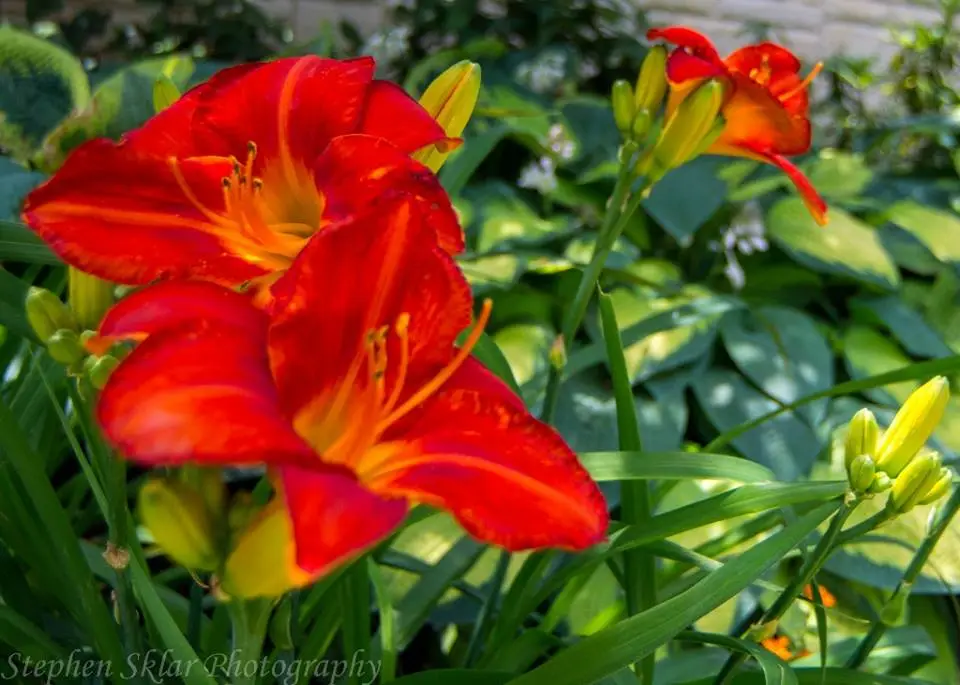 flowers.webp