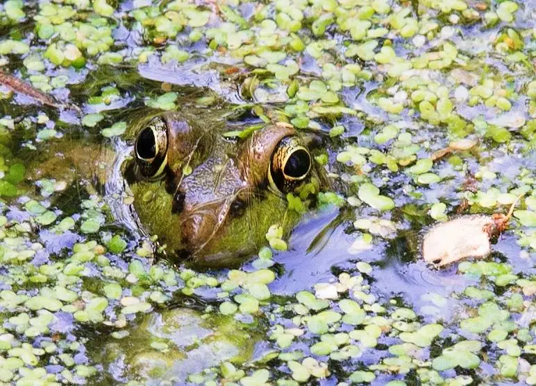 frog.webp