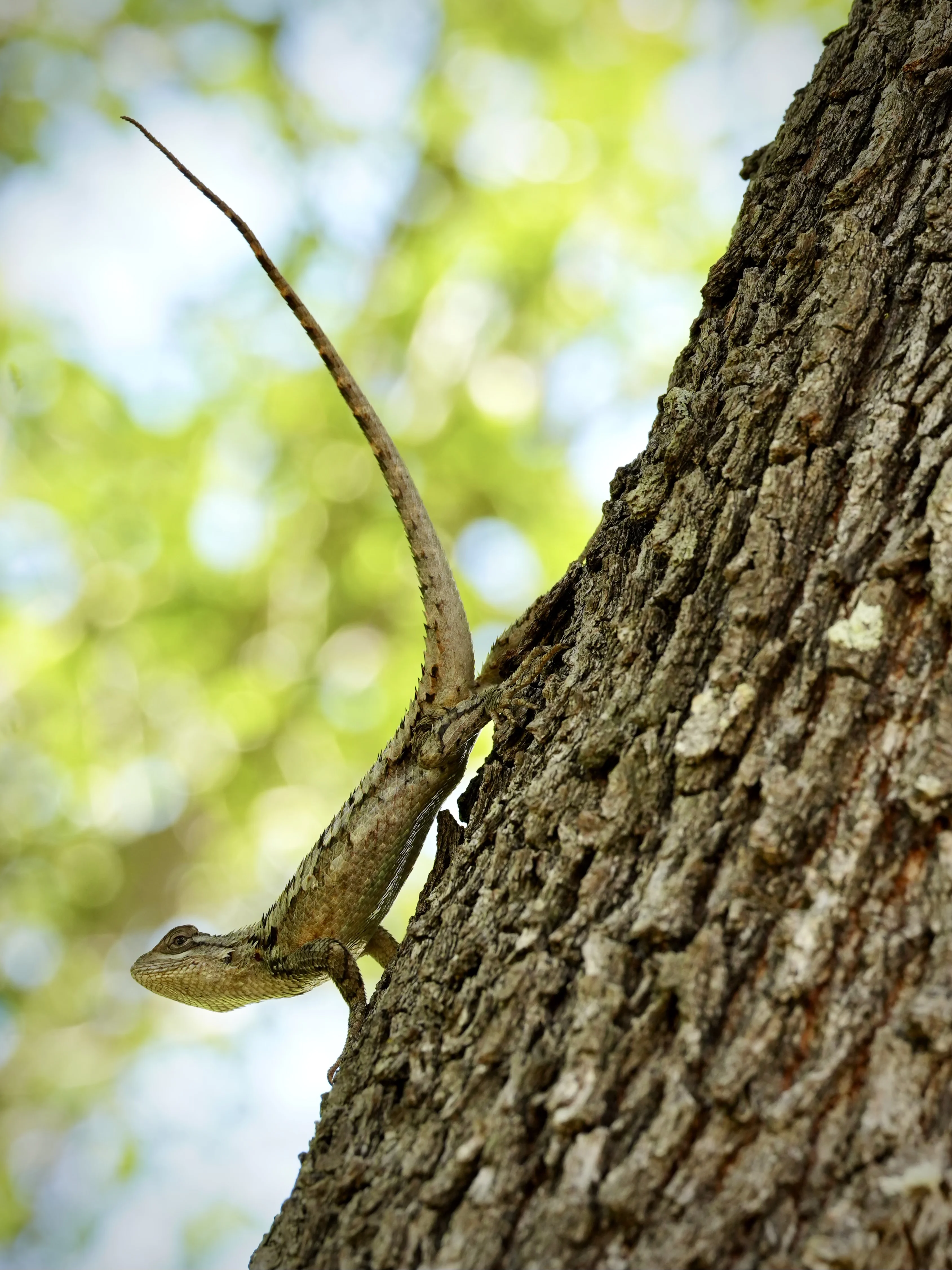 texas-spiny-lizard.webp