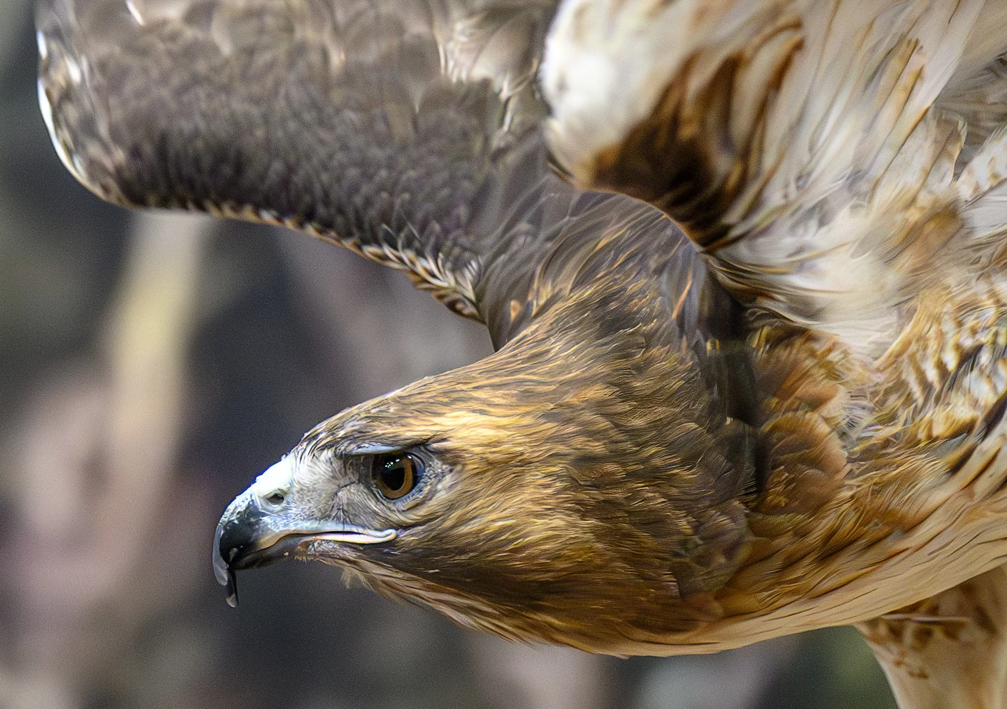WMNC 7-16-24_1501-Enhanced-NRred tail hawk close-up head portrait for card.webp